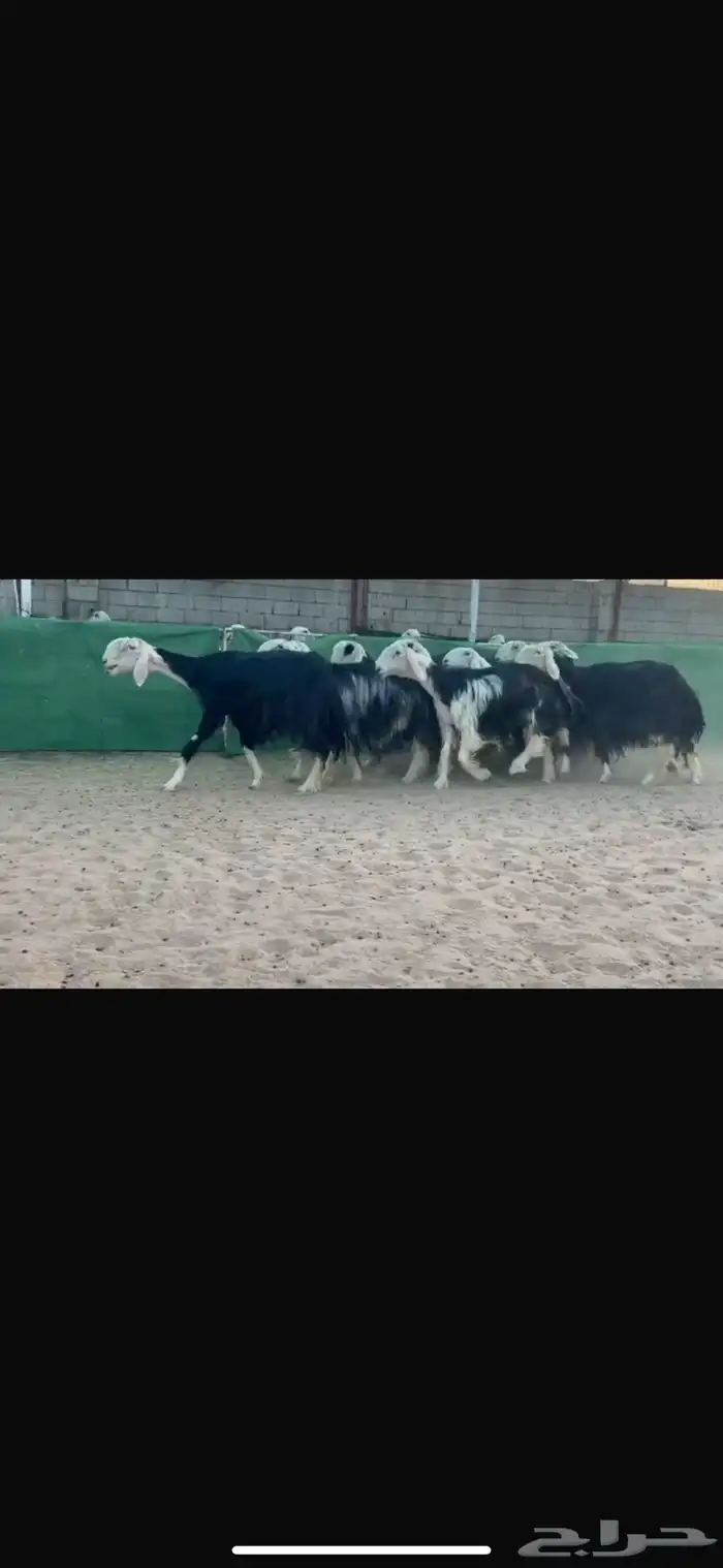 عرض بيع نجد 6