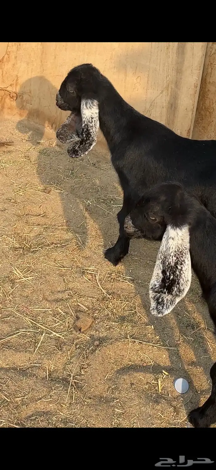 اثنين تيوس عوارض دواغير 3