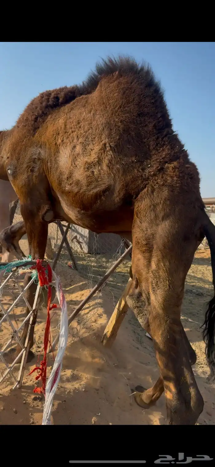 قعود مجهم بلدي شي كفو من تحت امه 1