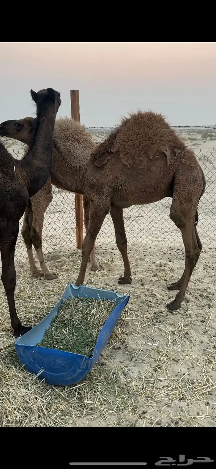 حشو قعدان 3 0