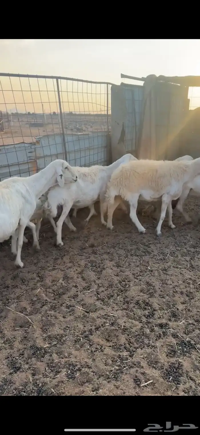 ضان ولد ومضاريع 0