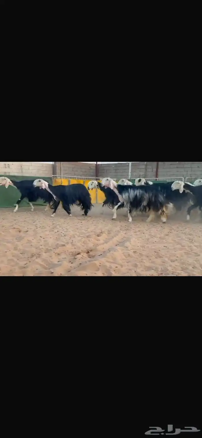 عرض بيع نجد 1