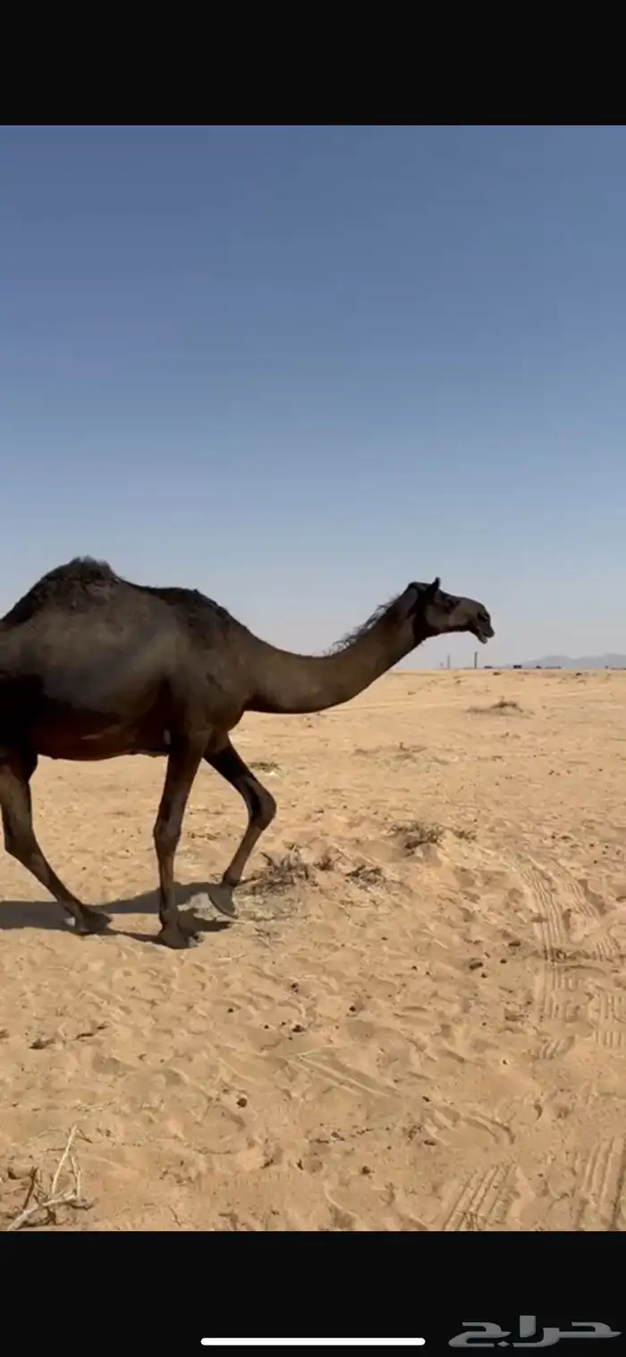 خلفه منيحه طيبهه 1