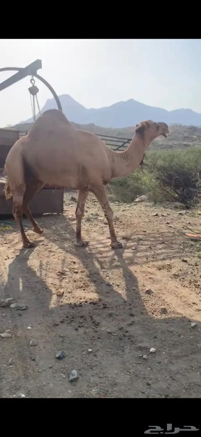 جمل ساحلي للبيع 1