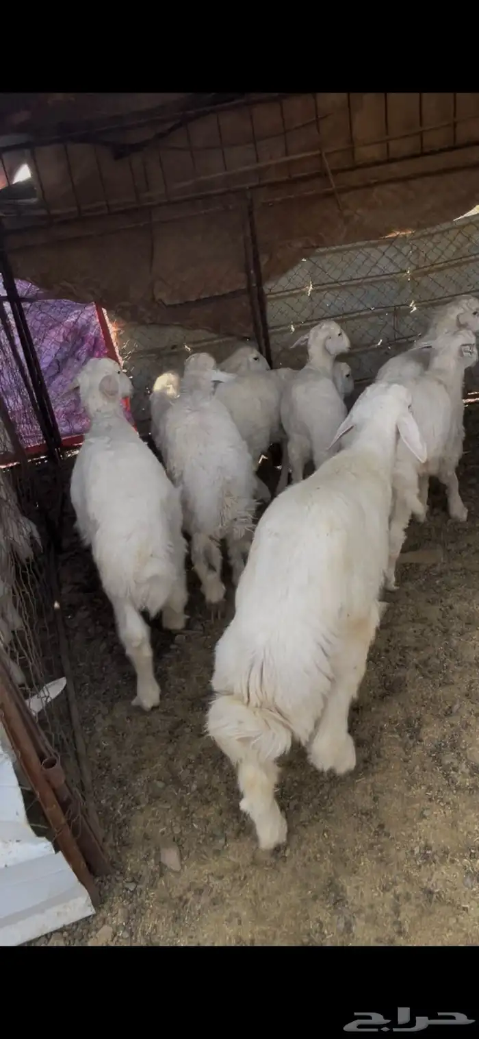 طليان حبص للبيع 7