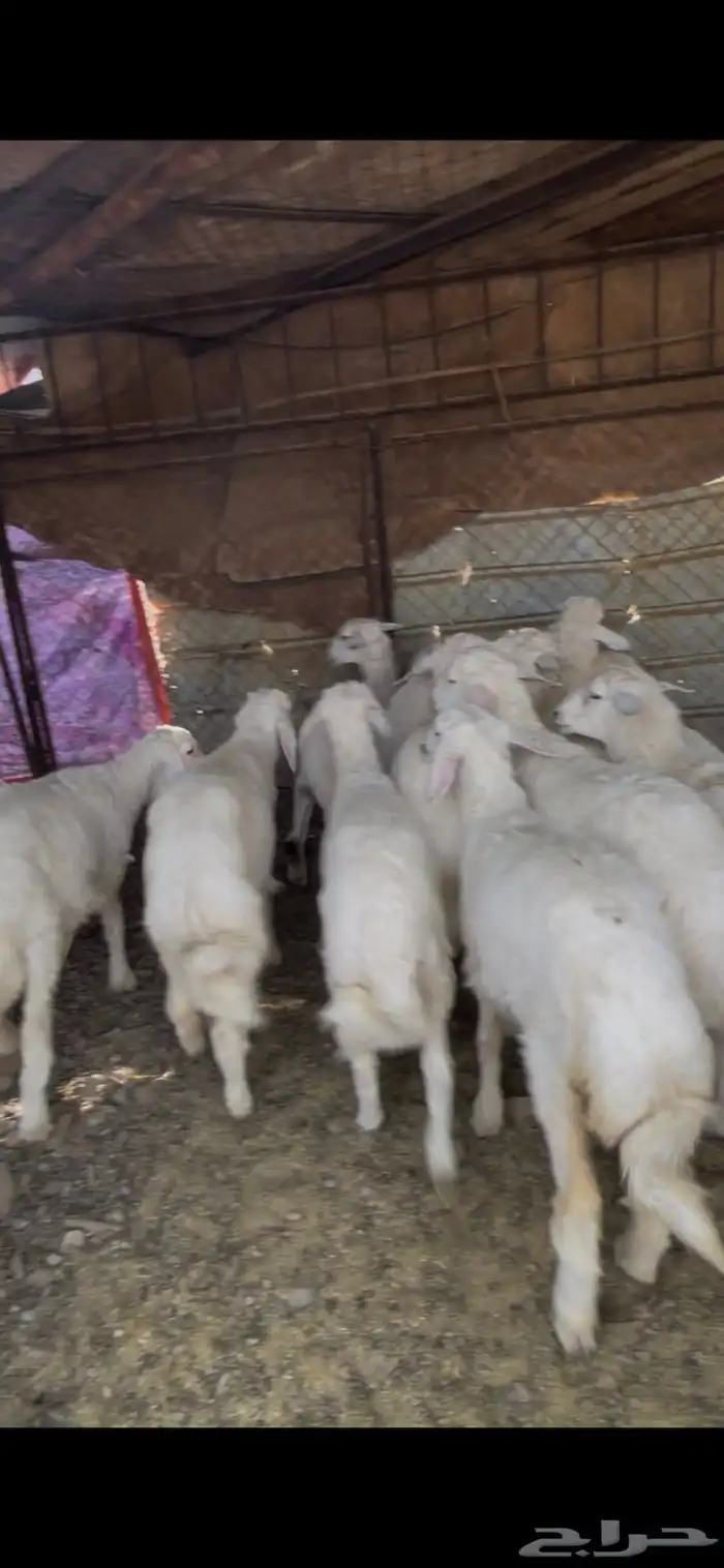 طليان حبص للبيع 1