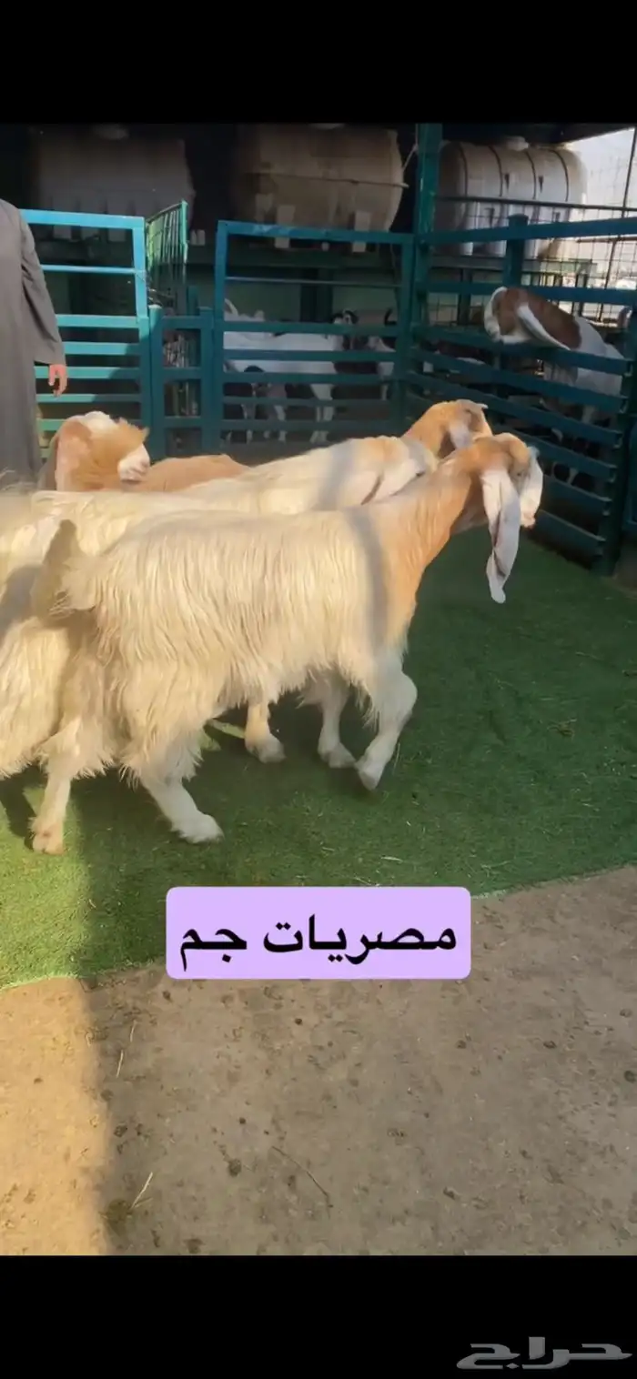 مصريات جذعات جم بفحلها 0