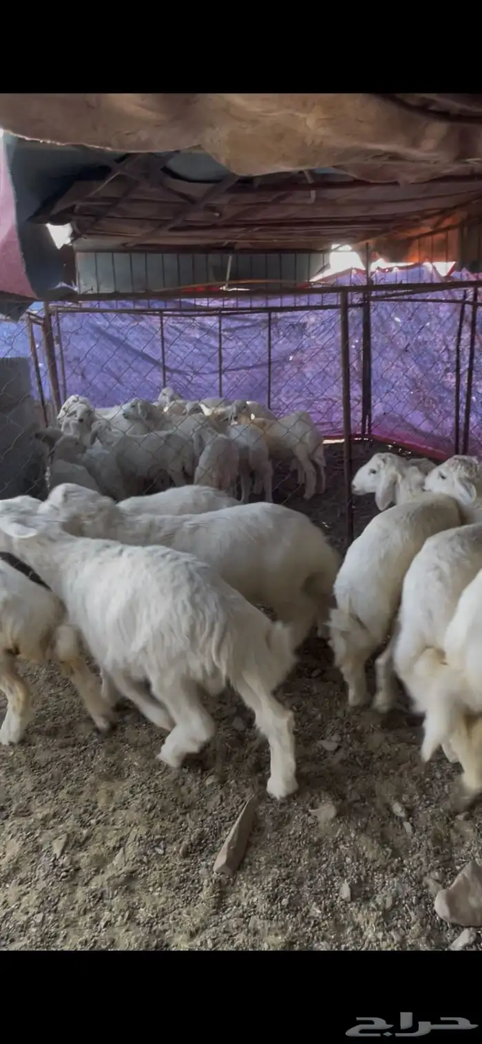 طليان حبص للبيع 0