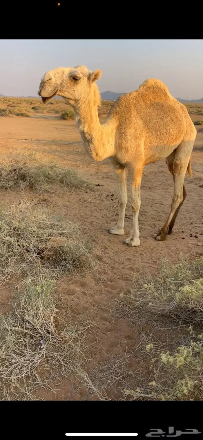 للبيع بكره حقه حسيونيه واصلها طيب والي يبي يقصبها 1