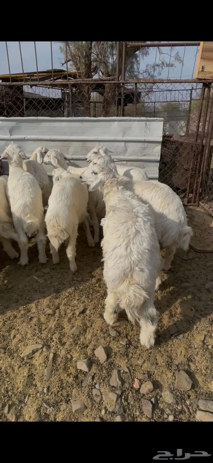 طليان حبص للبيع 9