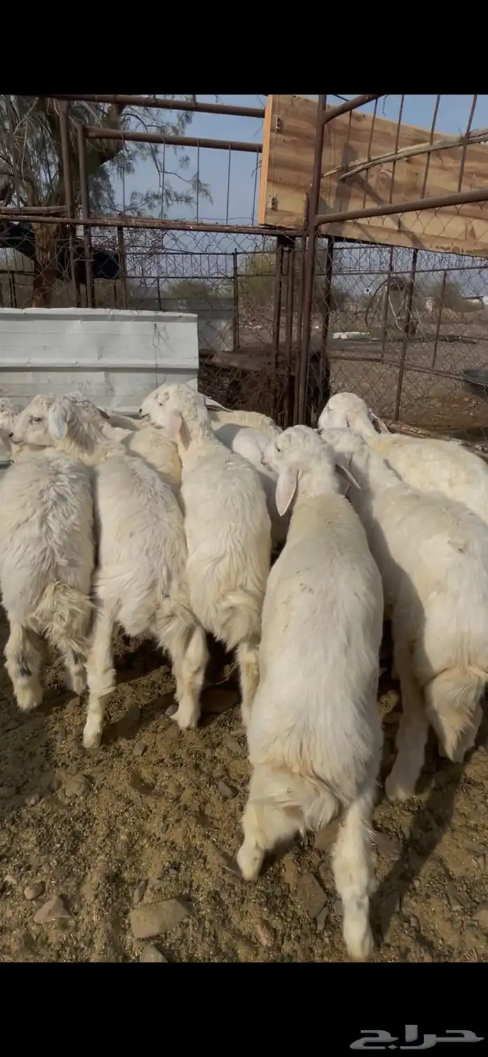 طليان حبص للبيع 3