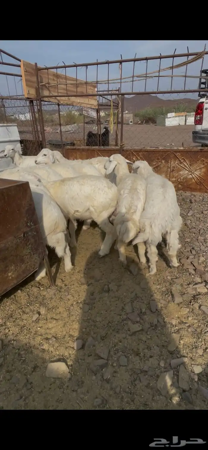 طليان حبص للبيع 14