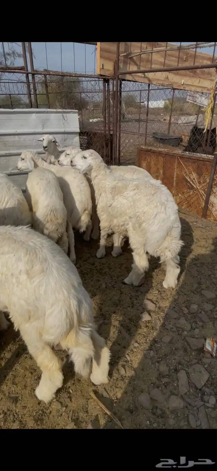 طليان حبص للبيع 12