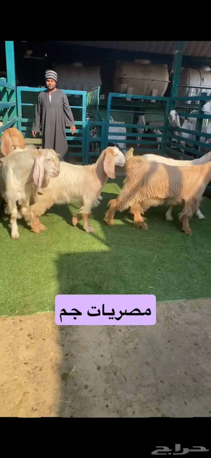 مصريات جذعات جم بفحلها 2