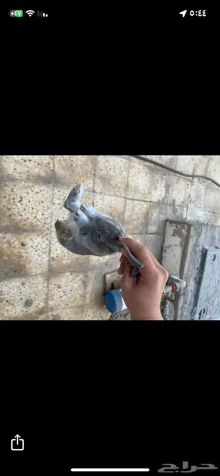 ارنبين للبيع 3