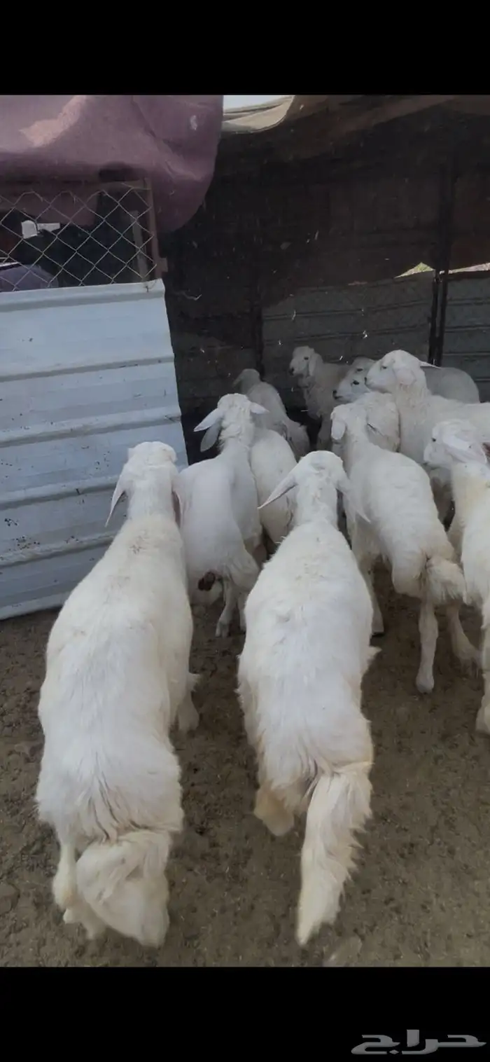 طليان حبص للبيع 5