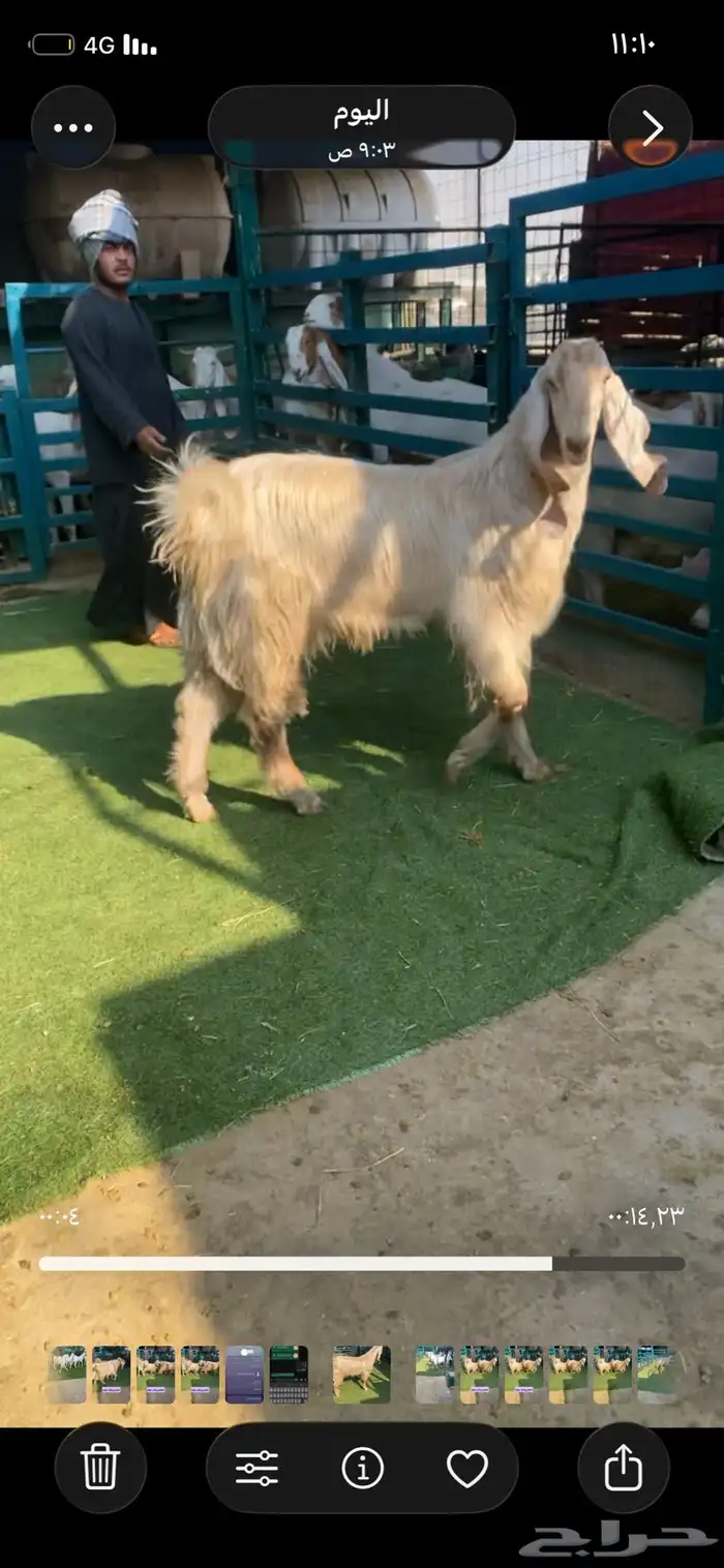 فحل جذع مصري 0