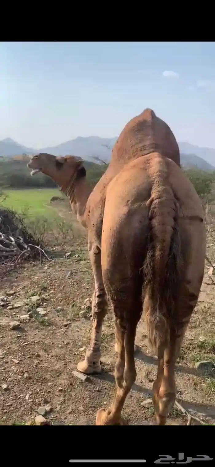 جمل ساحلي للبيع 0