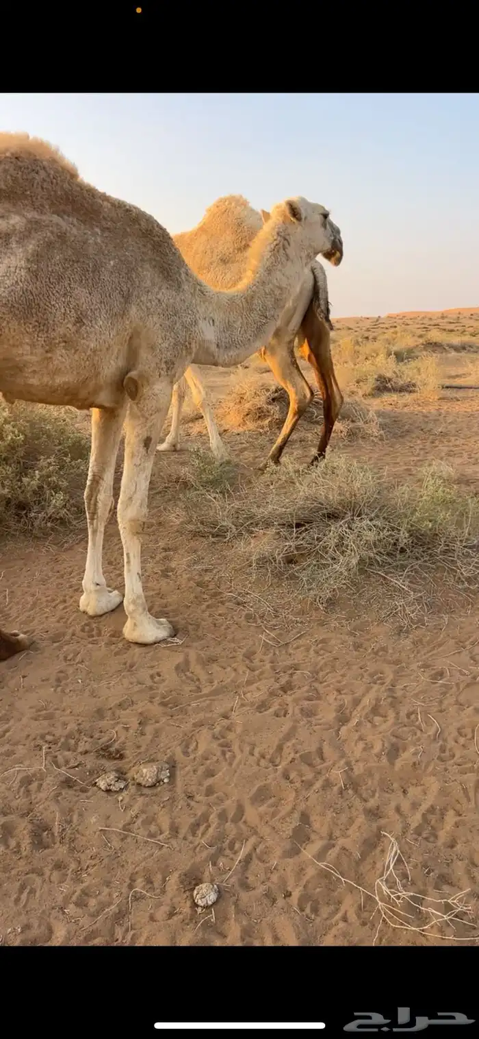 للبيع بكره حقه حسيونيه واصلها طيب والي يبي يقصبها 0