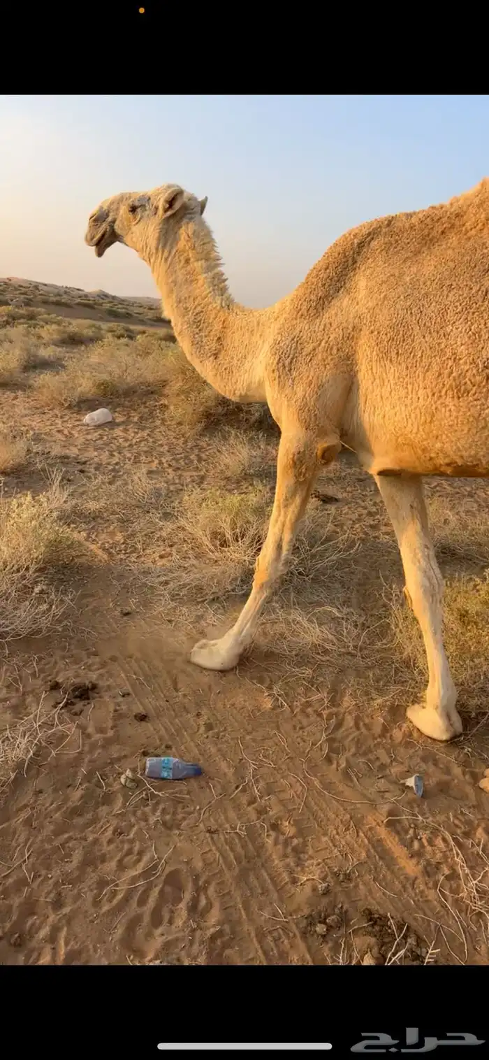 للبيع بكره حقه حسيونيه واصلها طيب والي يبي يقصبها 2