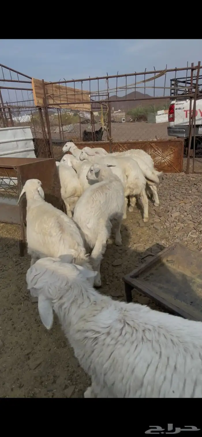 طليان حبص للبيع 13