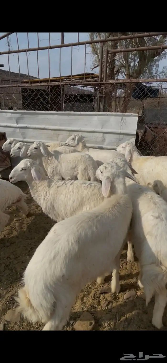 طليان حبص للبيع 4