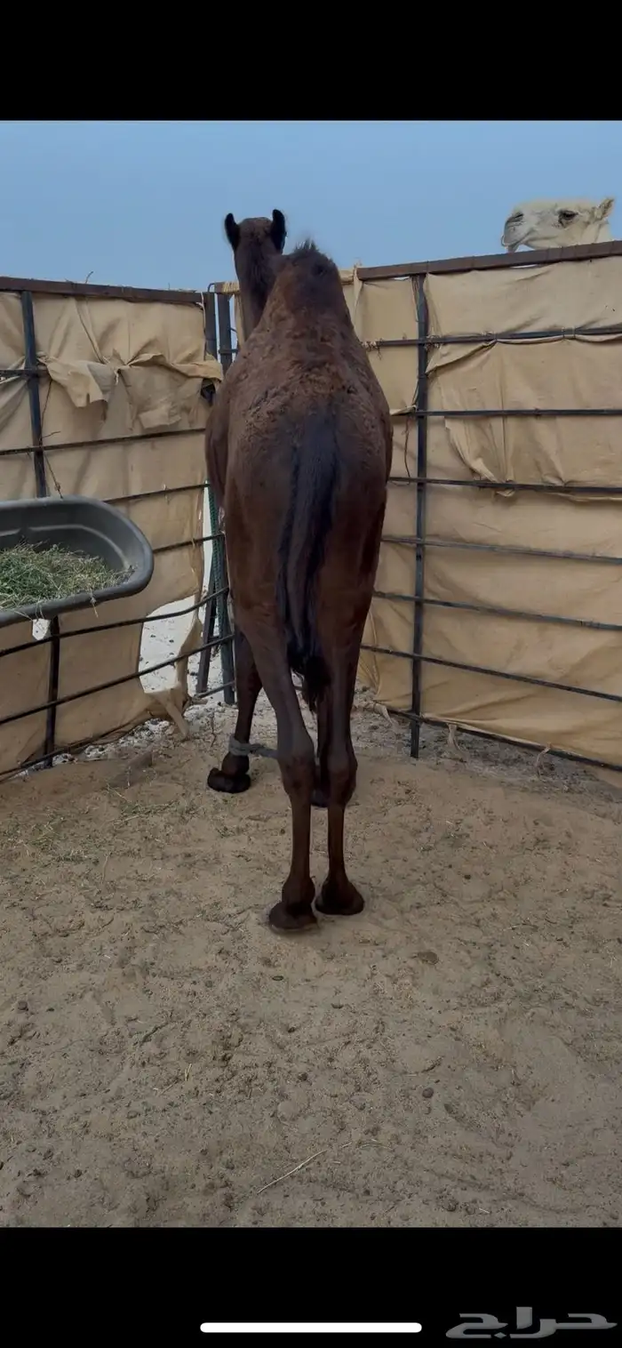 عرض قعود مجهم فاخر 2