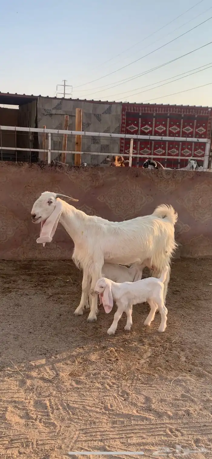 عنز توم ثنيه ( تم البيع ) 0