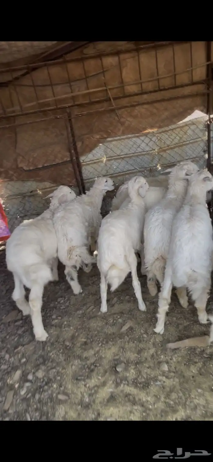 طليان حبص للبيع 6