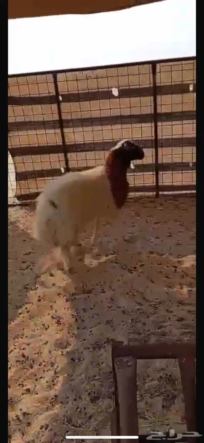 خروف ذبيحه 0