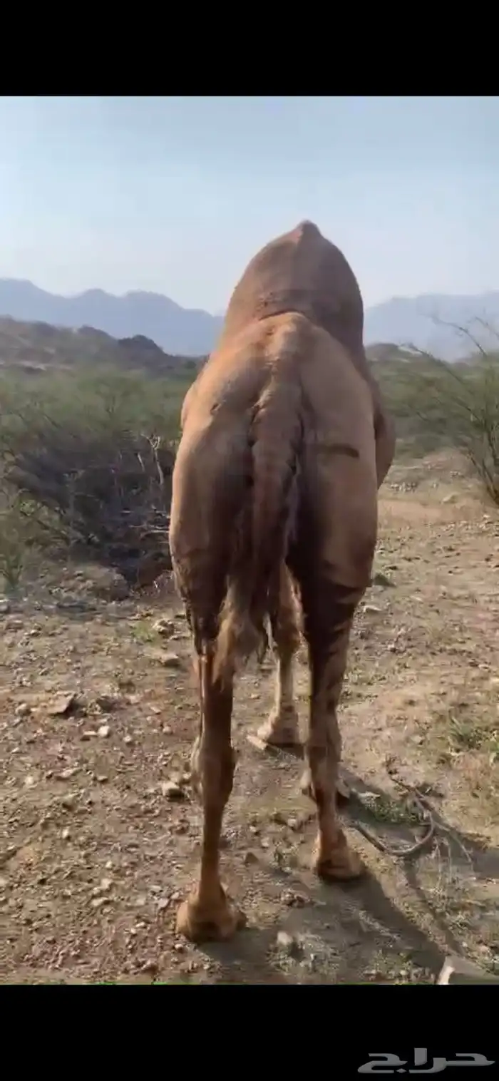 جمل ساحلي للبيع 2