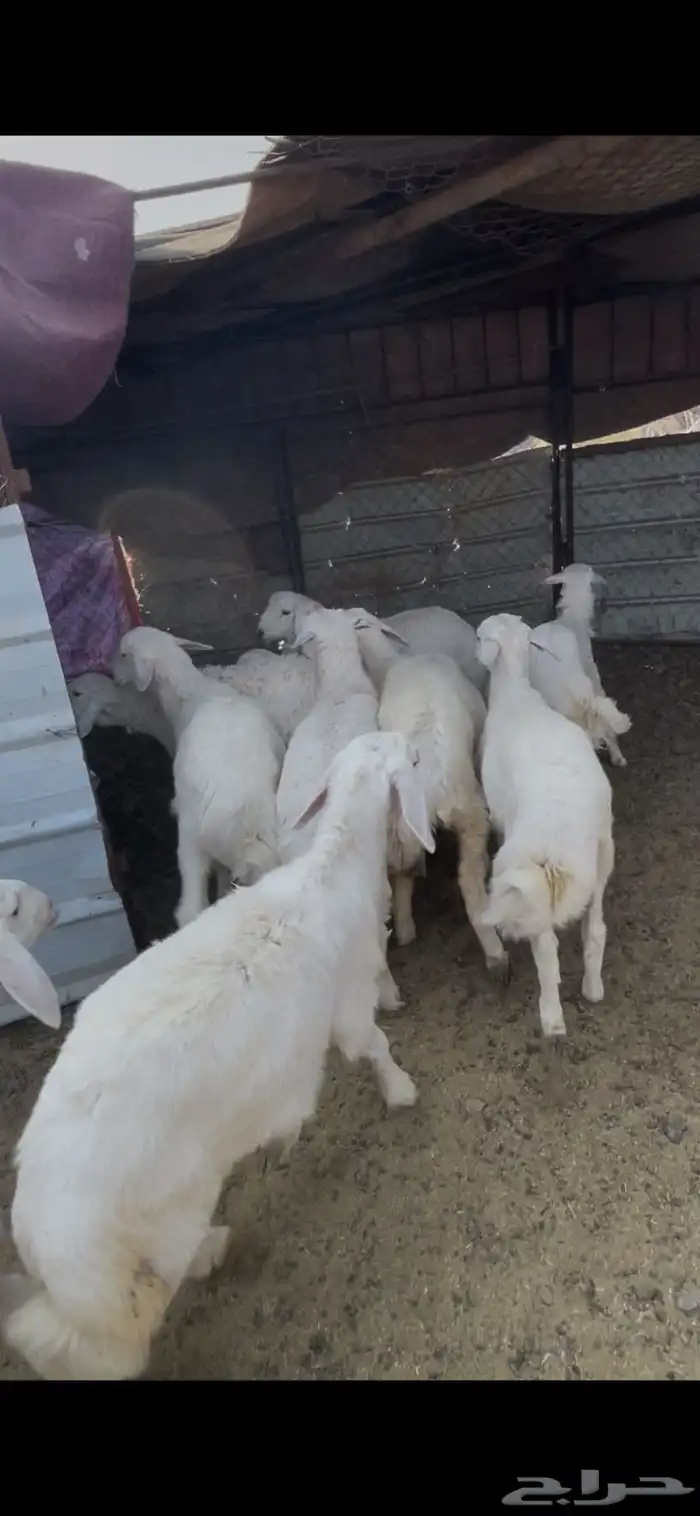 طليان حبص للبيع 8