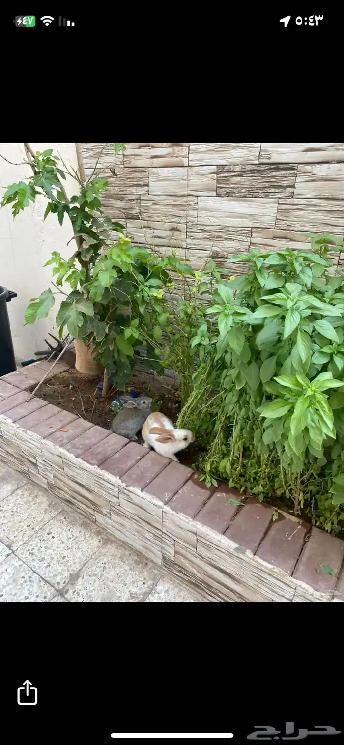ارنبين للبيع 4