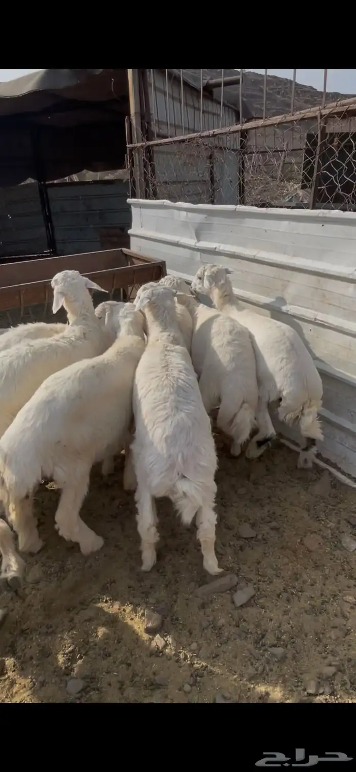 طليان حبص للبيع 10