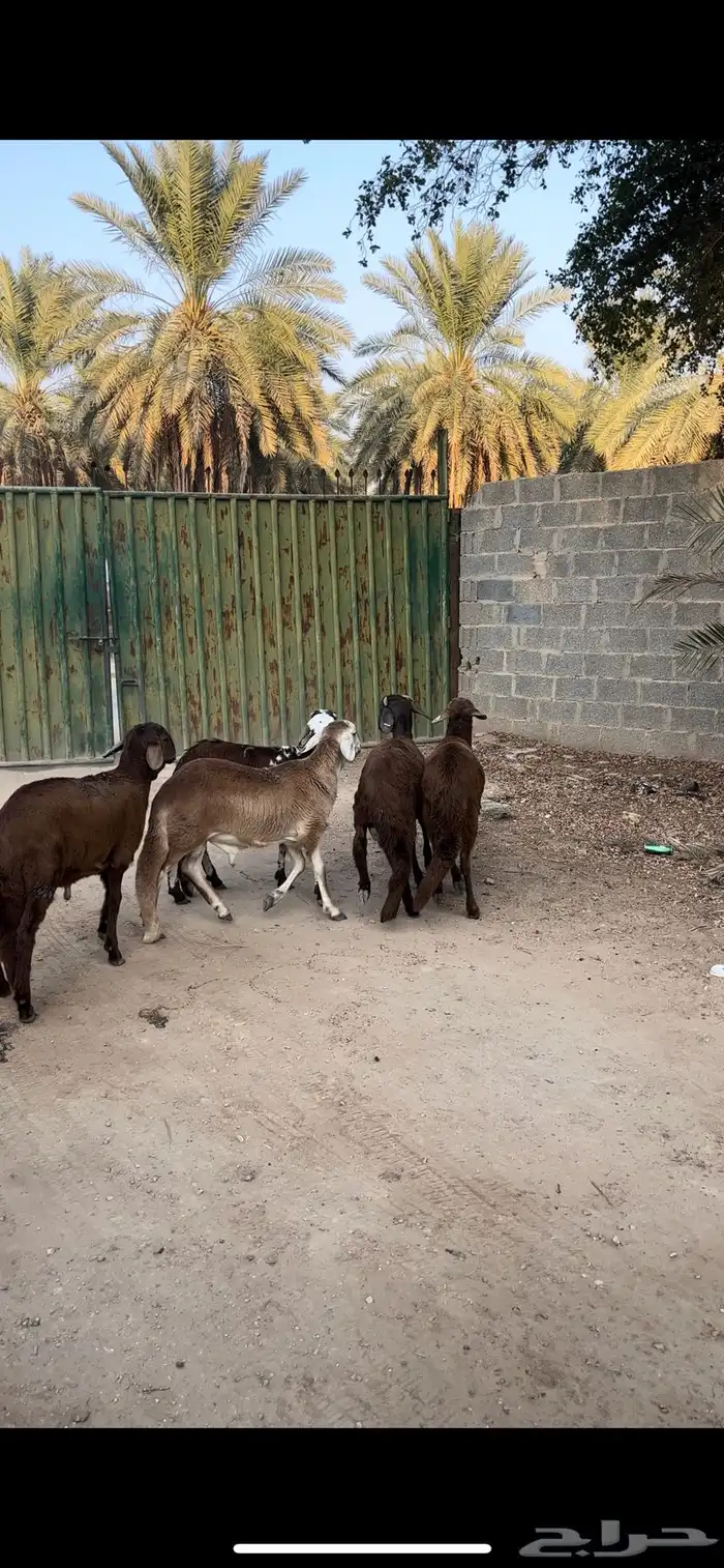 سواكن جذعان مغلقه مشروطه 0