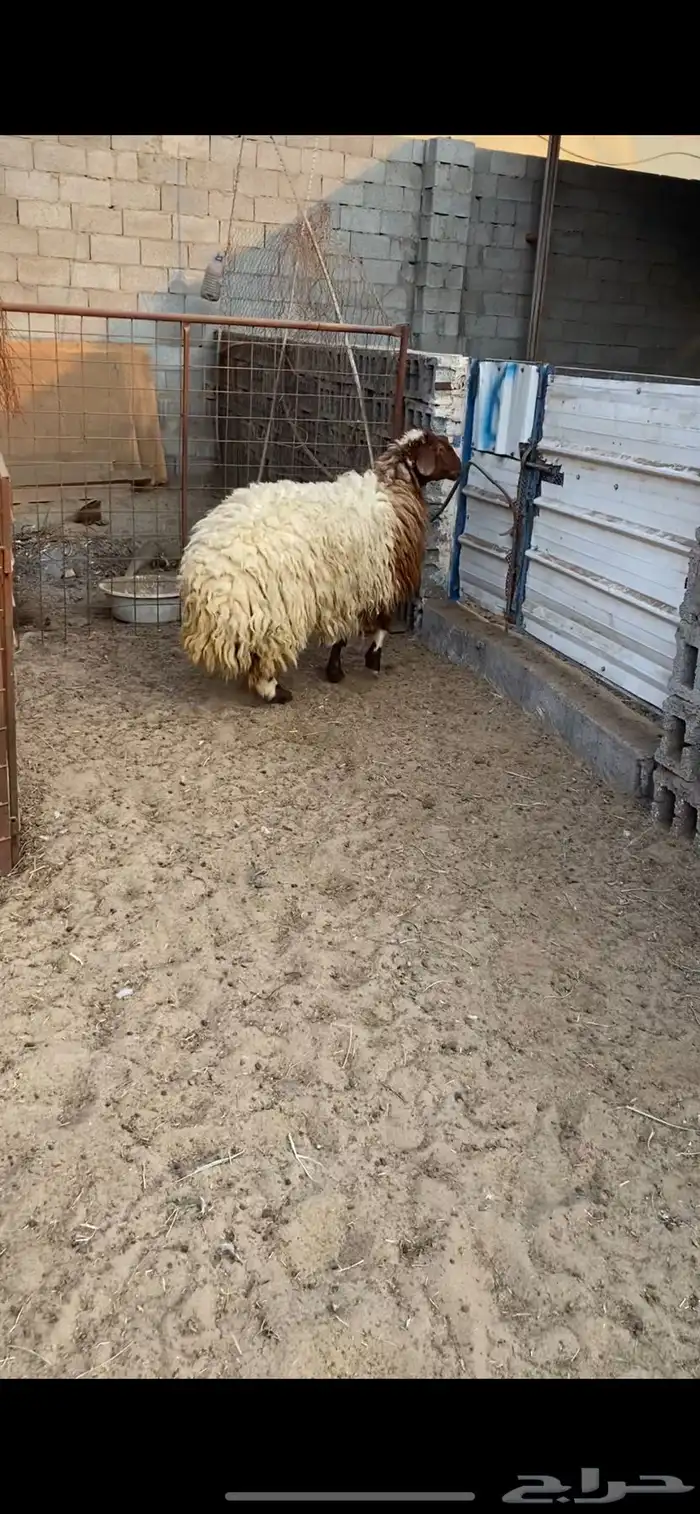 جذعه و ثنيه 1