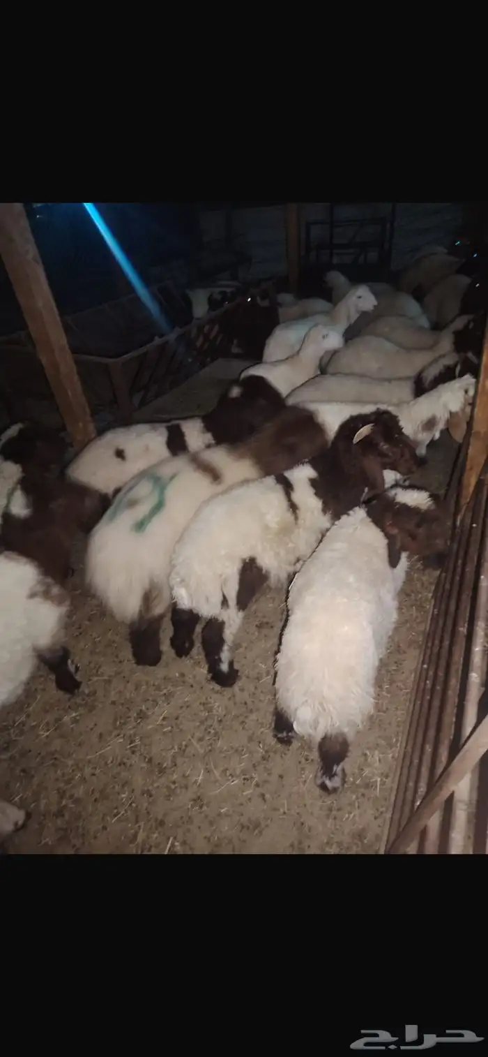 غنم نعيم وحري هرافي 4