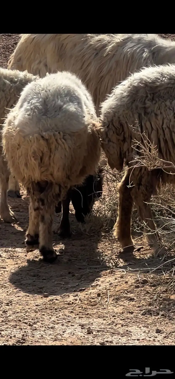 غنم نعيم مضاريع 7