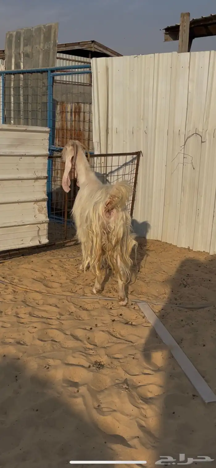 عنز مصريه بيضا 2