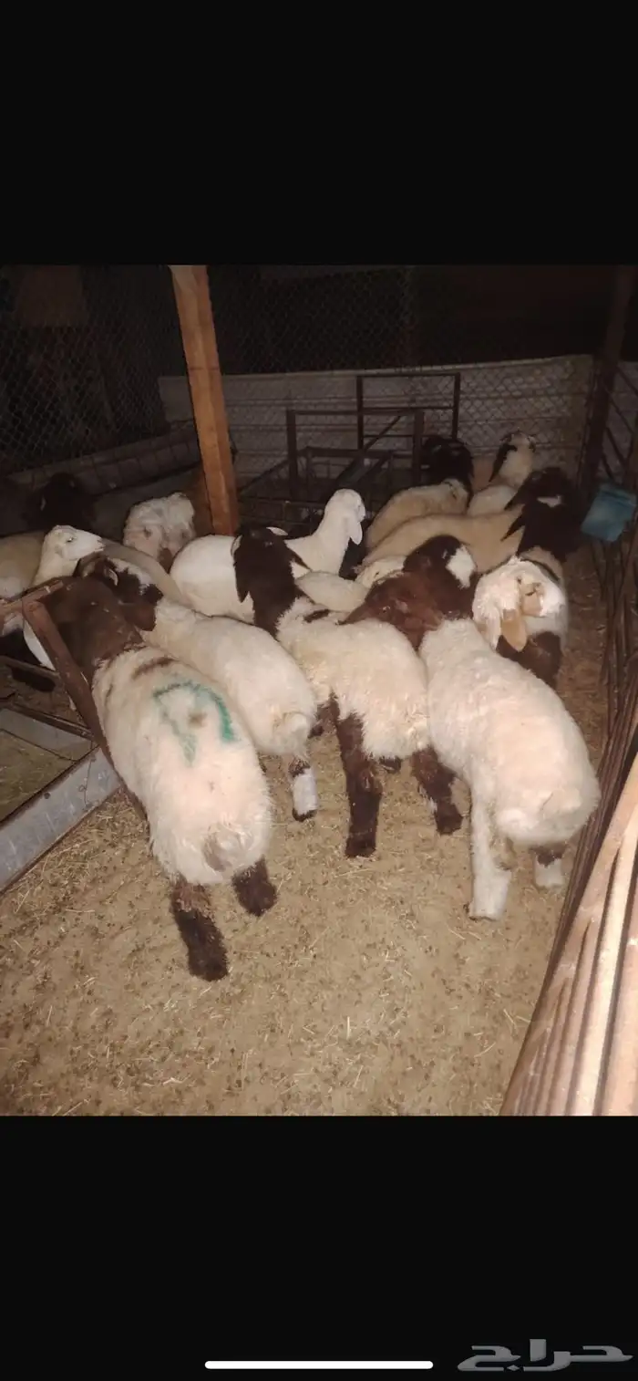 غنم نعيم وحري هرافي 2