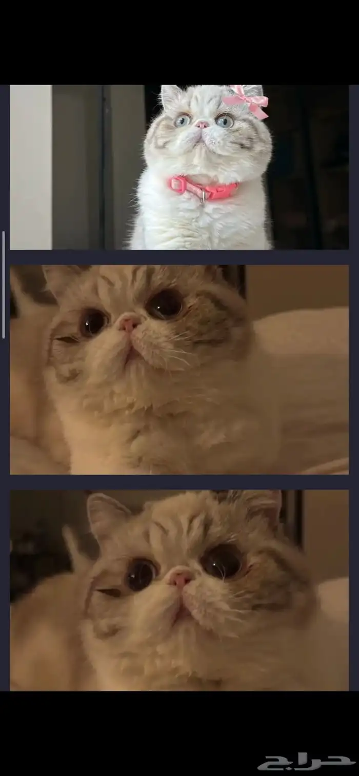 مطلوب قطه اكزوتيك 0