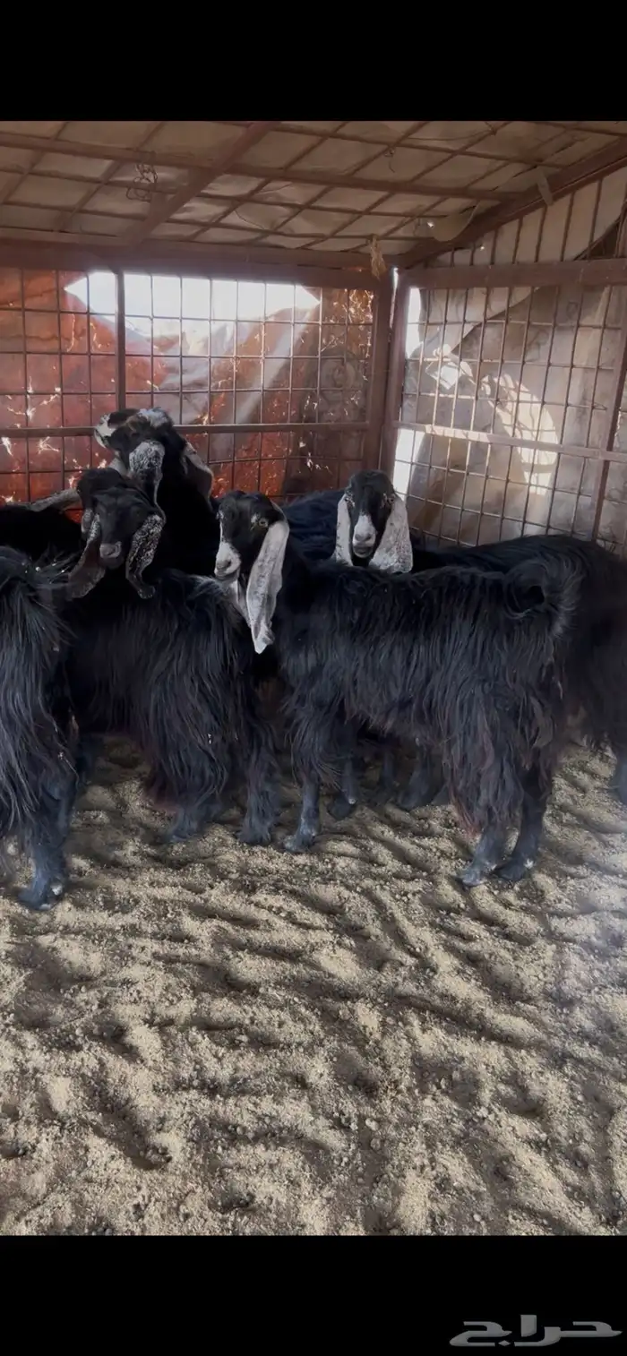 معزا صنف طيبه وجروم طيبه 1