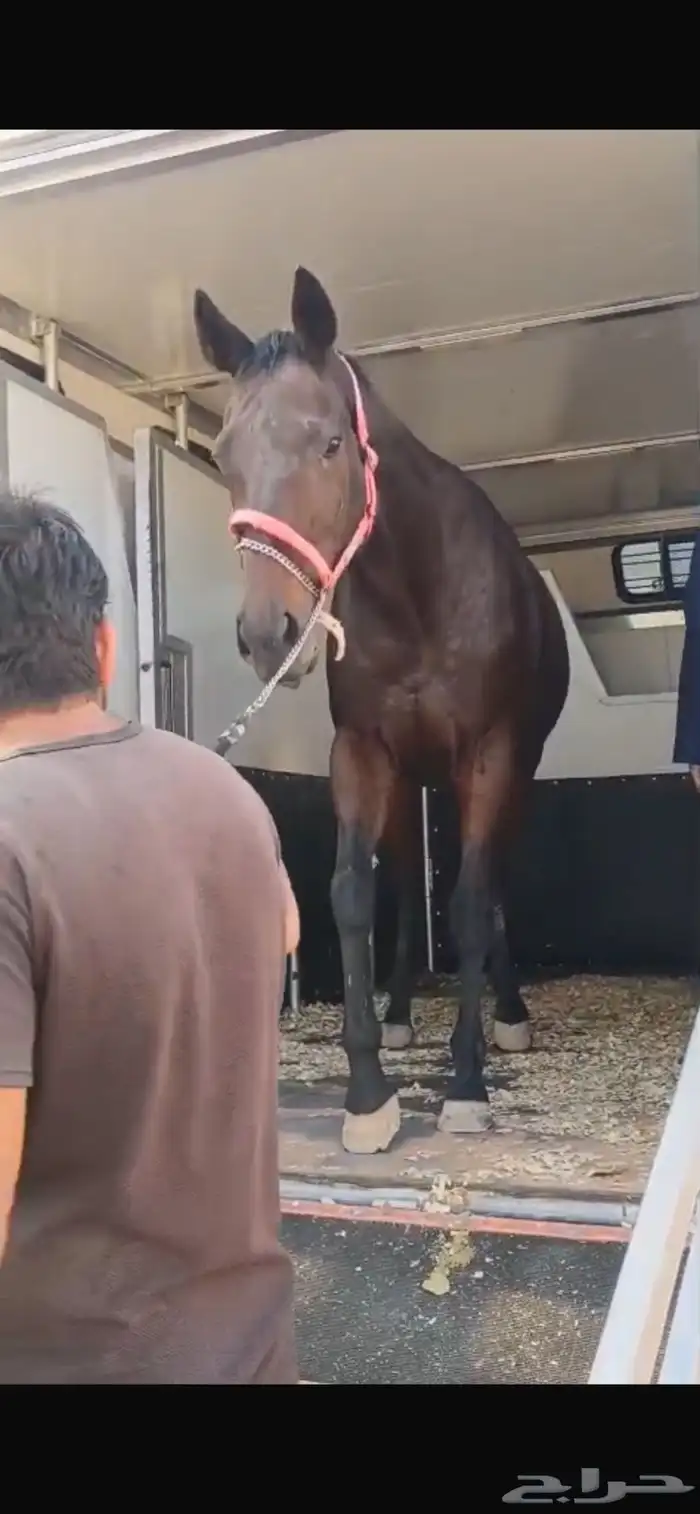 للبيع خيل انتاج اسمه واعظه 0