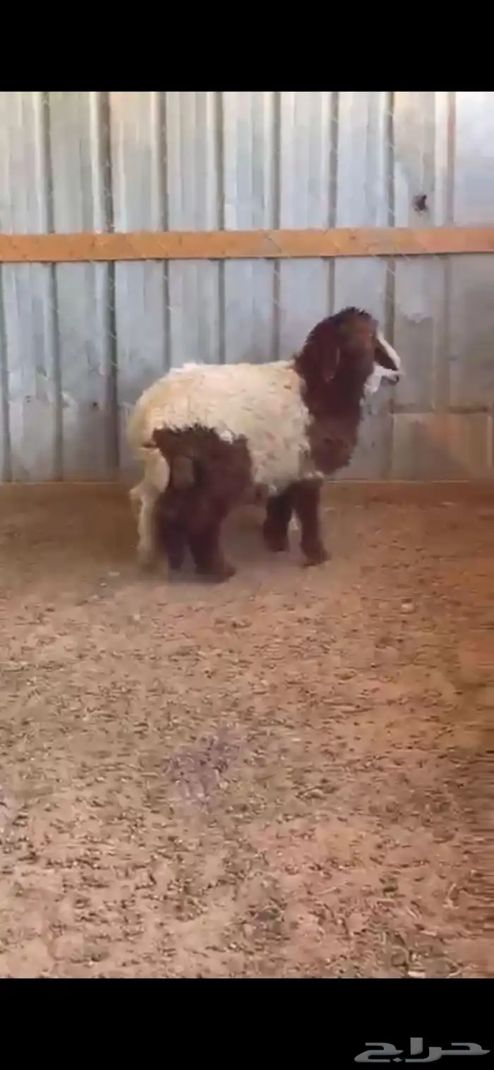 خروف نجدي. ورخله. نعيم. العمر 5 اشهر. البيع 2400ريال 2