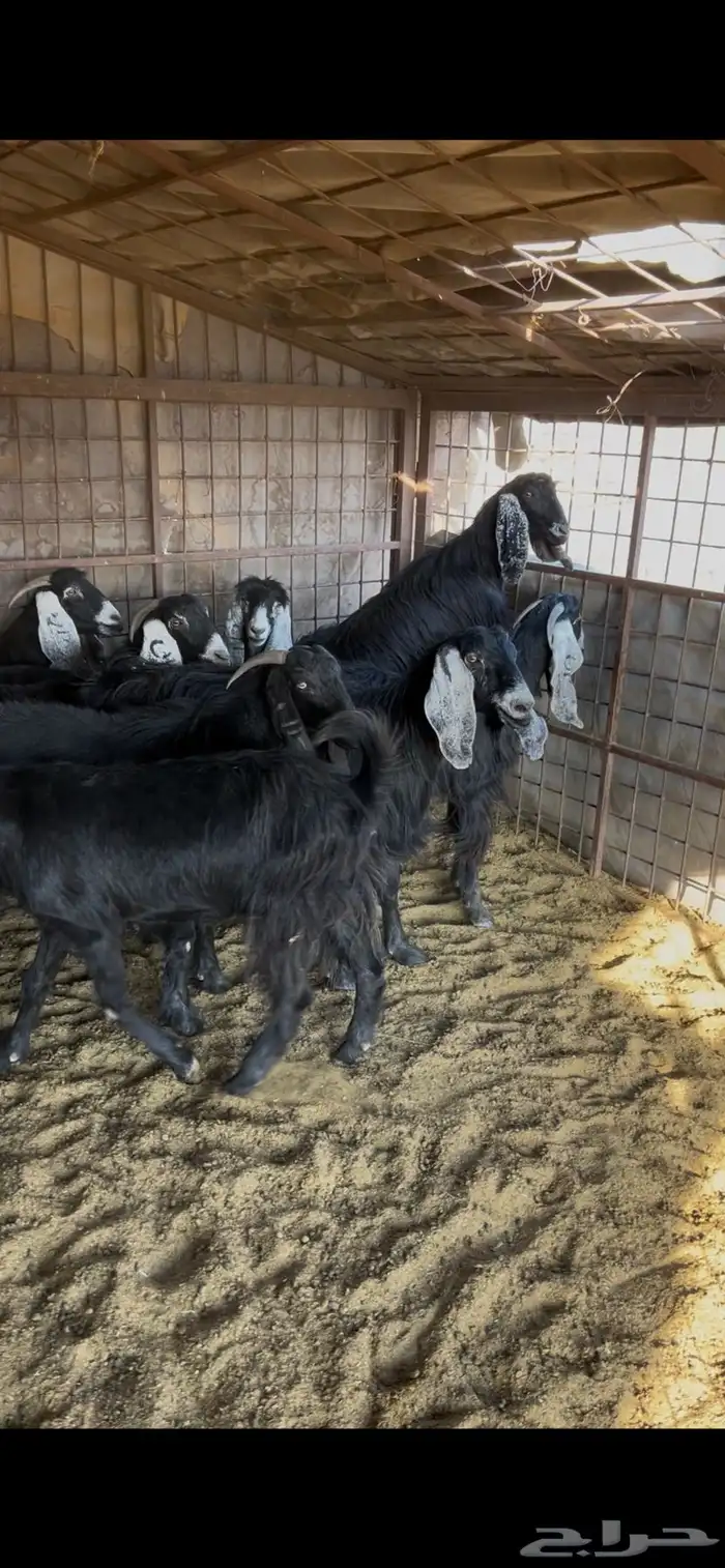 معزا صنف طيبه وجروم طيبه 3