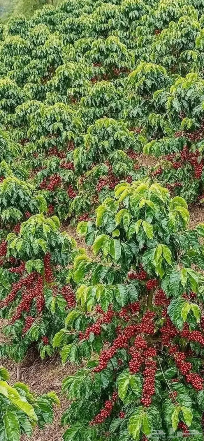 للبيع شتلات قهوه - أرابيكا 1