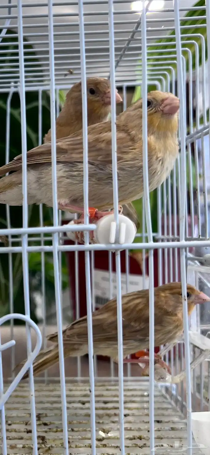 4 فروخ كناري ( تم البيع ) 18