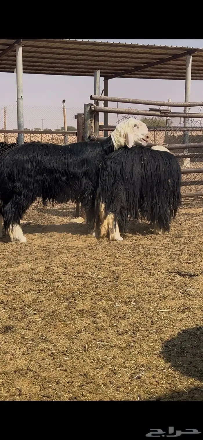 فحل نجدي توه جذع مشروط النسف 1