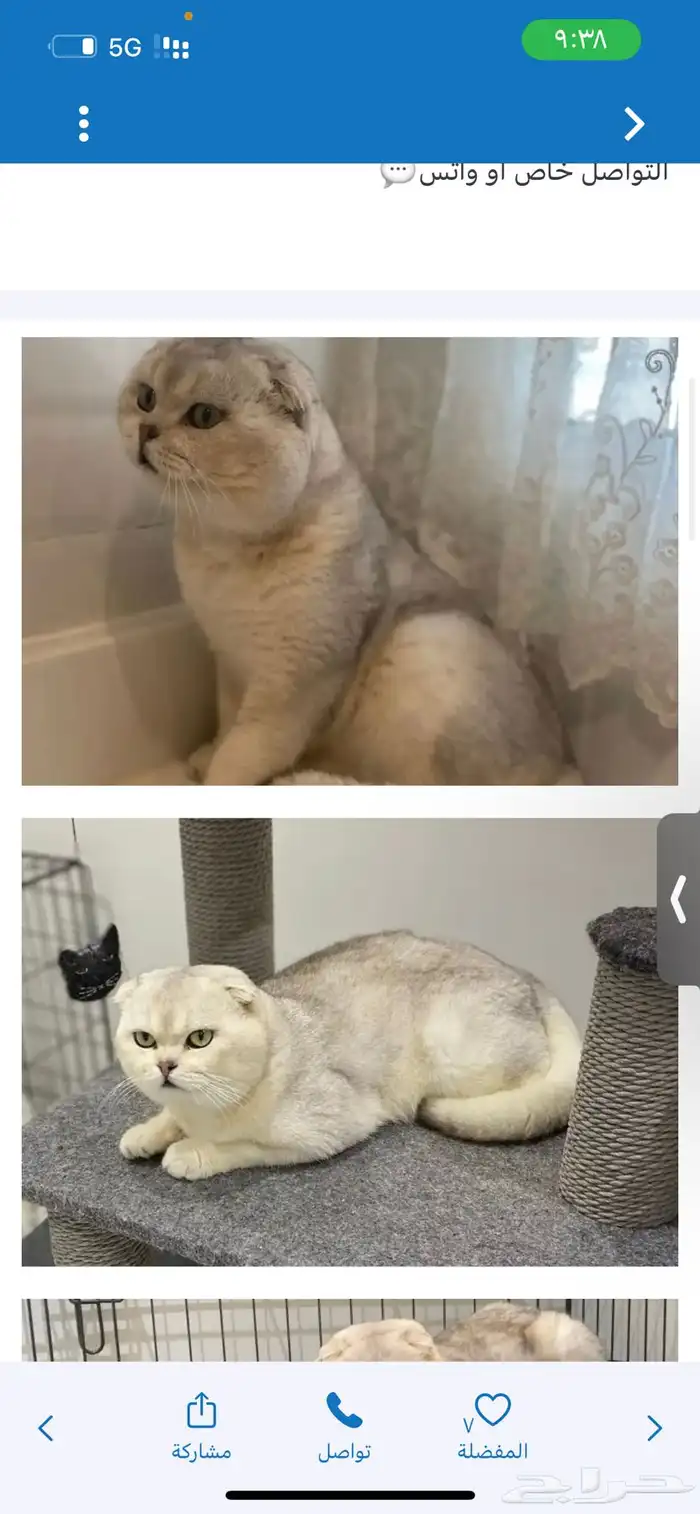 كيتن سكوتش دبل فولد 2