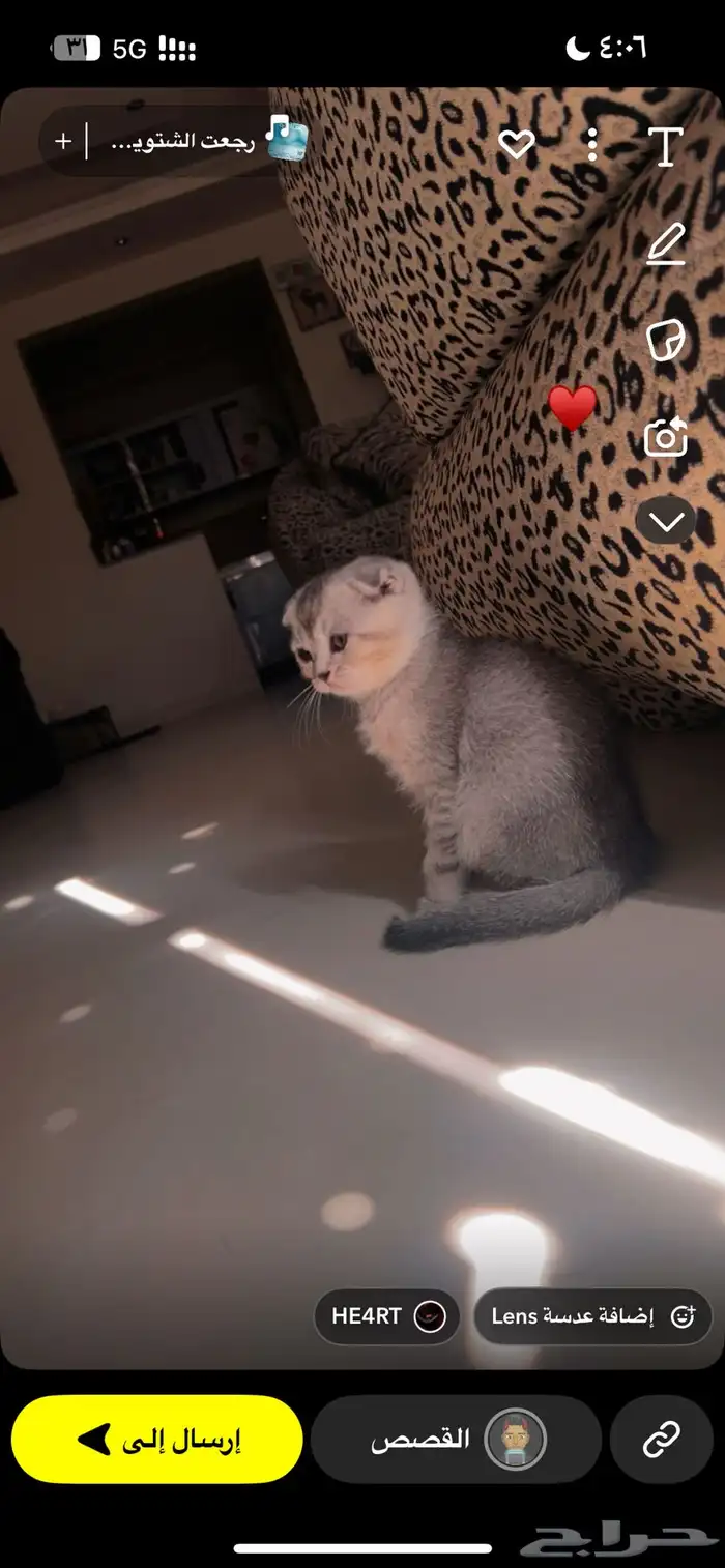 كيتن سكوتش دبل فولد 1